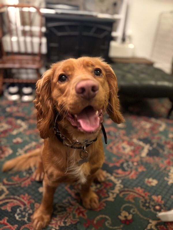 Cocker spaniel male 1 year old - Image 3 of 12