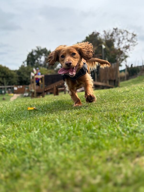 Cocker spaniel male 1 year old - Image 4 of 12