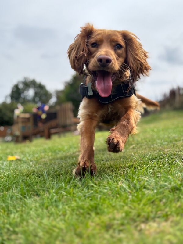 Cocker spaniel male 1 year old - Image 5 of 12