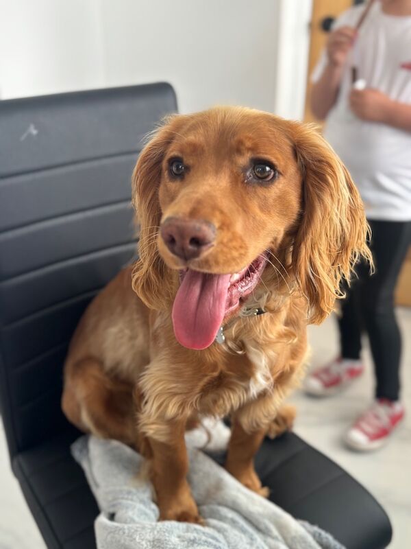 Cocker spaniel male 1 year old - Image 6 of 12