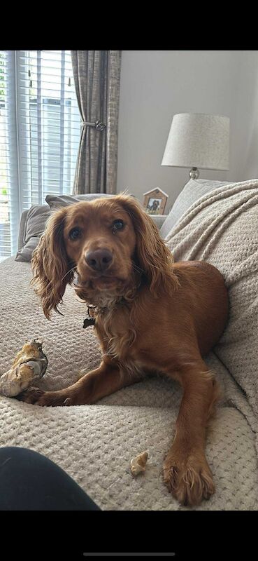 Cocker spaniel male 1 year old - Image 7 of 12