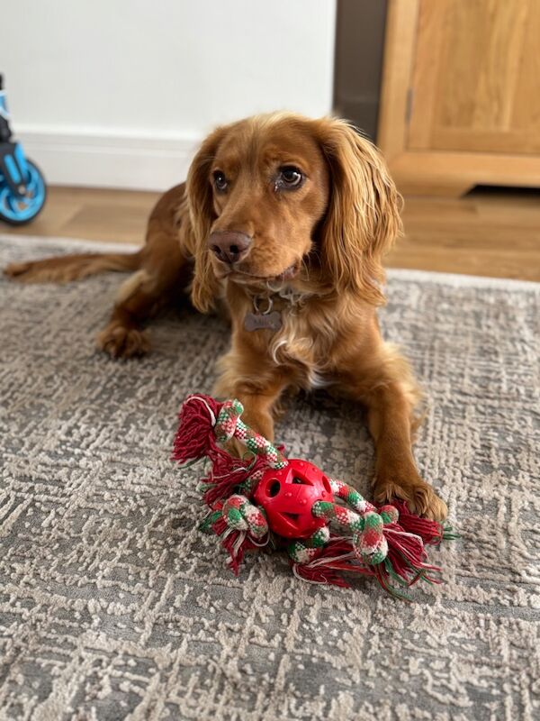 Cocker spaniel male 1 year old - Image 8 of 12