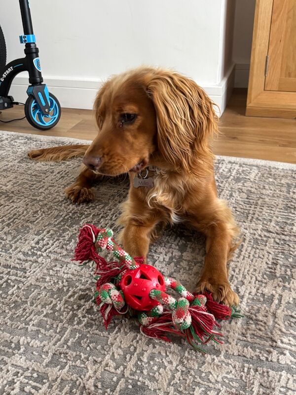 Cocker spaniel male 1 year old - Image 9 of 12