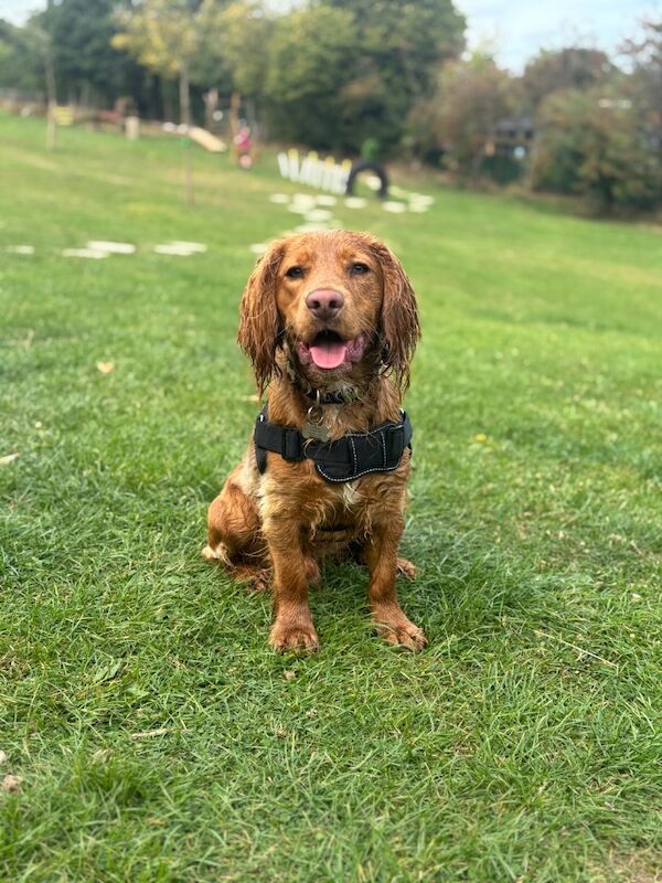 Cocker spaniel male 1 year old - Image 10 of 12