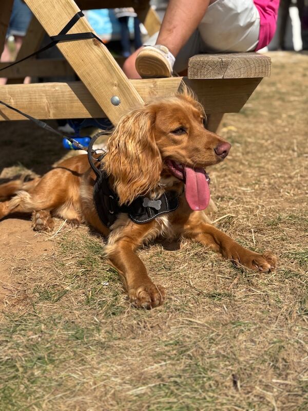 Cocker spaniel male 1 year old - Image 11 of 12