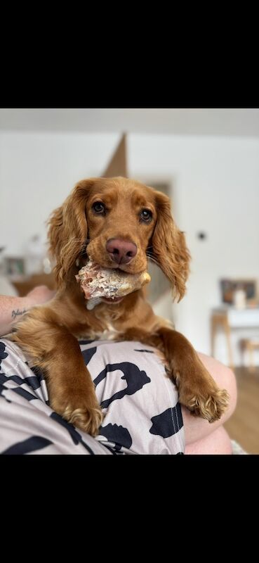 Cocker spaniel male 1 year old - Image 12 of 12
