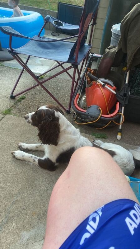 Cocker spaniel male - Image 2 of 3
