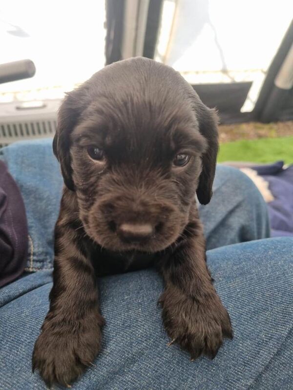 Cocker spaniel Male black and white