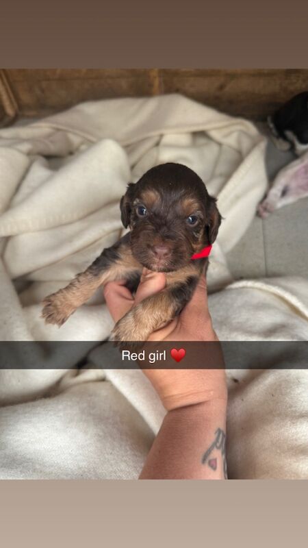 Cocker Spaniel puppies for sale in Swindon, Wiltshire – 4 weeks old