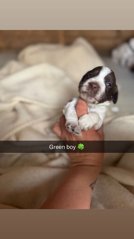 Cocker Spaniel puppies for sale in Swindon, Wiltshire – 4 weeks old - Image 8 of 8