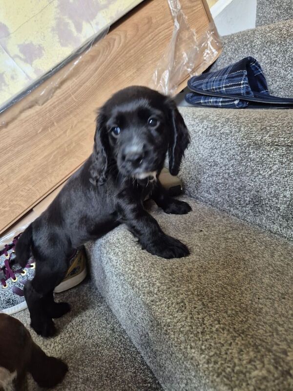 Cocker Spaniel puppies for sale in Bishop Auckland, Durham – 3 months old