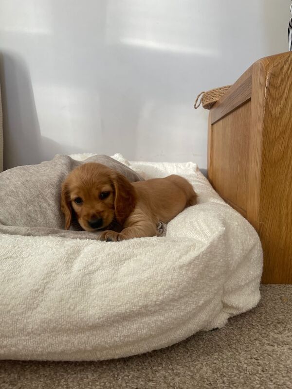 Cocker Spaniel puppies for sale in Londonderry, County Londonderry – 1 year old - Image 2 of 3
