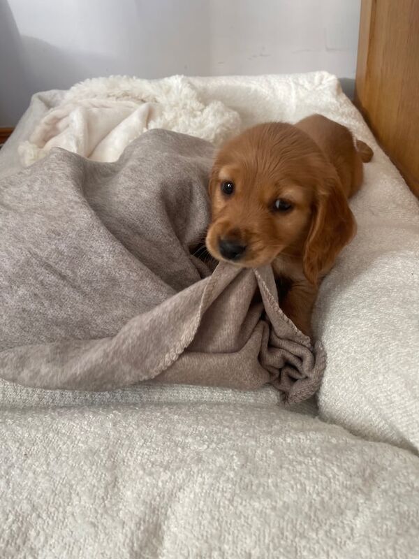 Cocker Spaniel puppies for sale in Londonderry, County Londonderry – 1 year old - Image 3 of 3