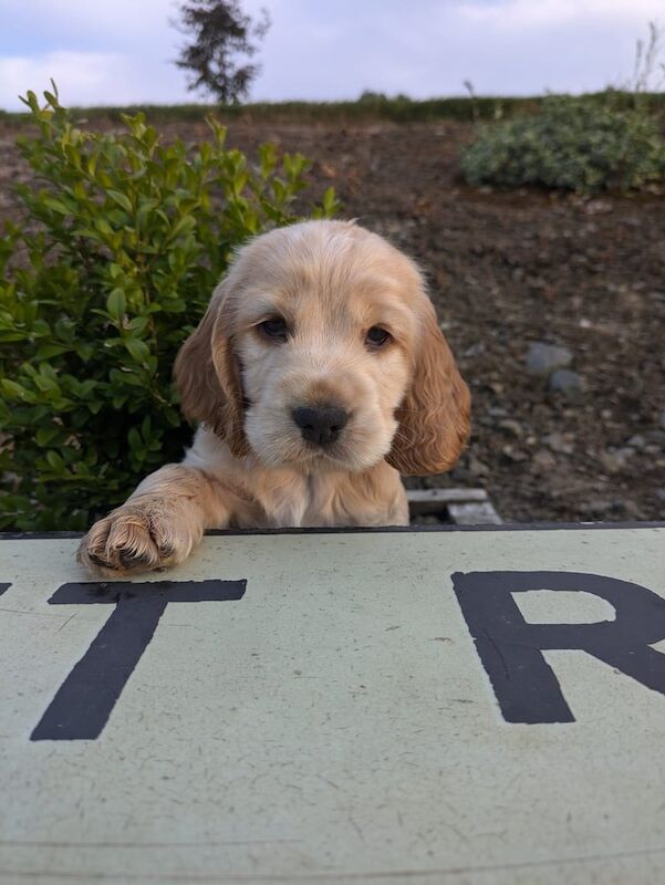 Cocker Spaniel puppies for sale in Ballynahinch, County Down – 6 weeks old