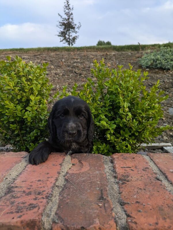 Cocker Spaniel puppies for sale in Ballynahinch, County Down – 6 weeks old - Image 2 of 3