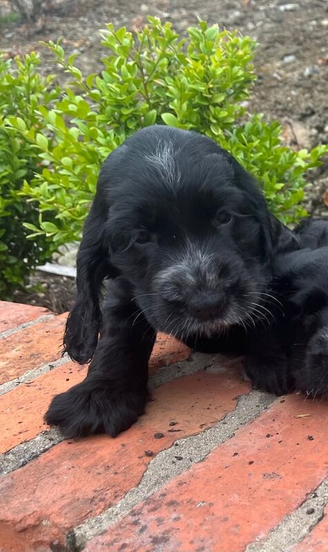 Cocker Spaniel puppies for sale in Ballynahinch, County Down – 6 weeks old - Image 3 of 3