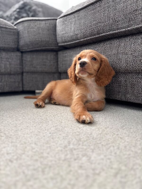 Cocker Spaniel puppies for sale in Gainsborough, Lincolnshire – 10 weeks old
