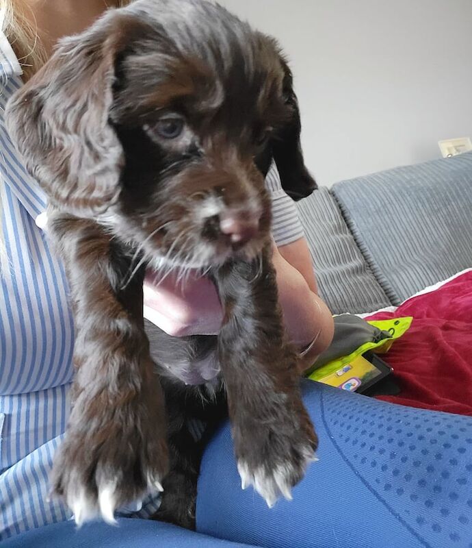 Cocker Spaniel puppies for sale in Dalabrog an Iar, Western Isles – KC registered, 5 weeks old