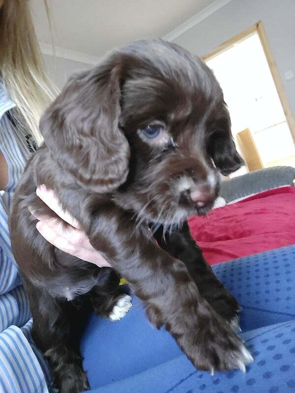Cocker Spaniel puppies for sale in Dalabrog an Iar, Western Isles – KC registered, 5 weeks old - Image 2 of 4