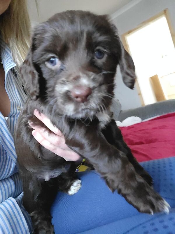 Cocker Spaniel puppies for sale in Dalabrog an Iar, Western Isles – KC registered, 5 weeks old - Image 3 of 4