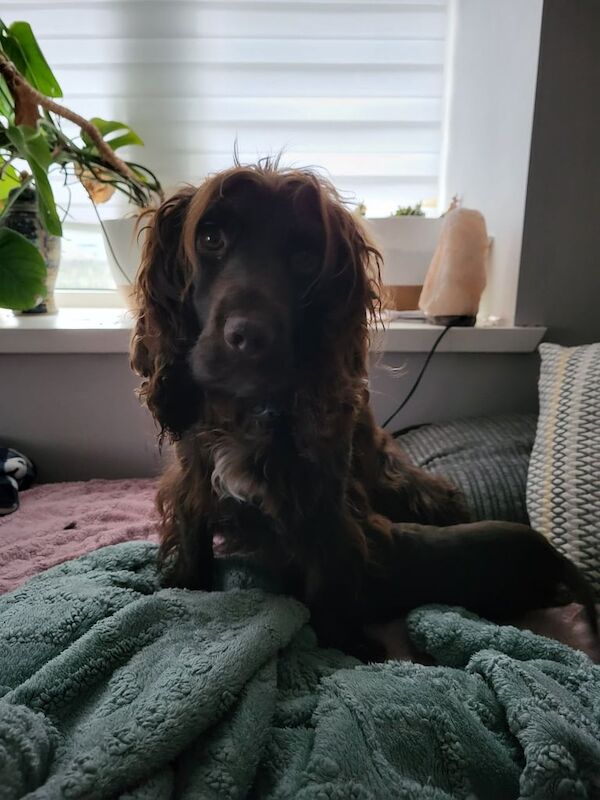 Cocker Spaniel puppies for sale in Dalabrog an Iar, Western Isles – KC registered, 5 weeks old - Image 4 of 4