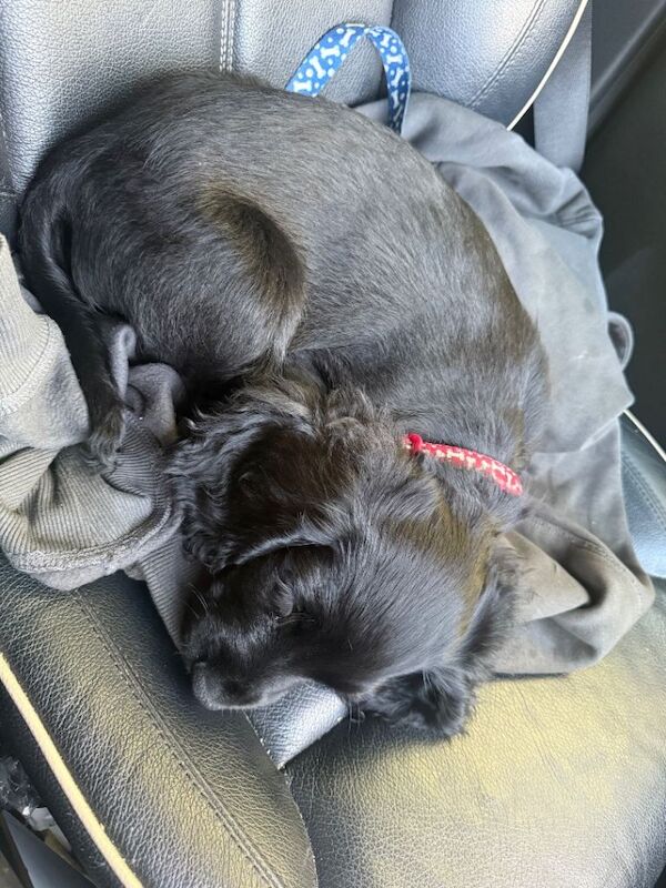 Cocker Spaniel puppies for sale in Downpatrick, County Down – 10 weeks old