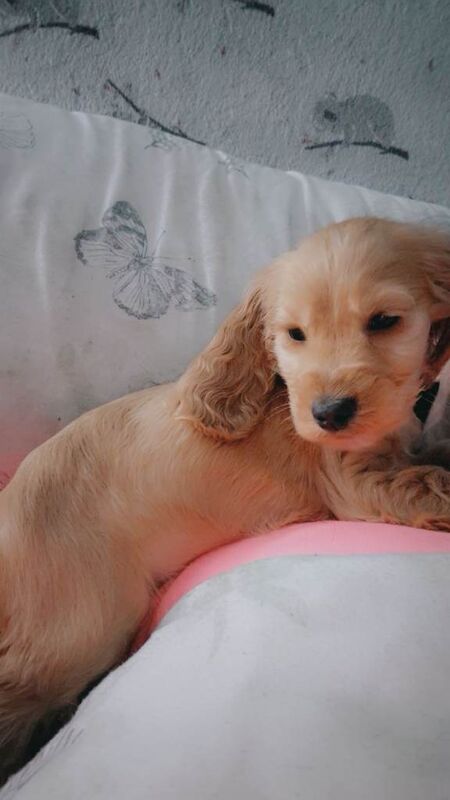 Cocker Spaniel puppies for sale in Coleraine, County Londonderry – 9 weeks old