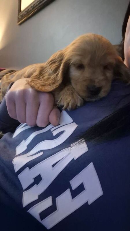 Cocker spaniel pup - Image 2 of 3