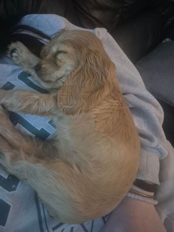 Cocker spaniel pup - Image 3 of 3