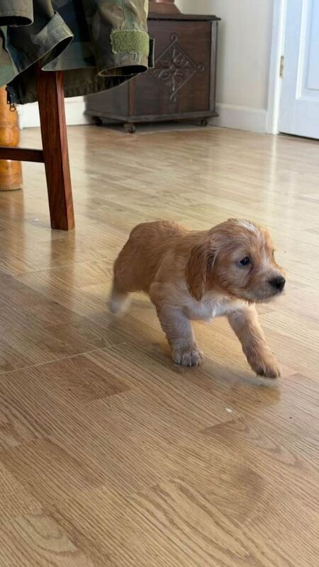 Cocker Spaniel puppies for sale in Dereham, Norfolk – 12 weeks old - Image 2 of 4