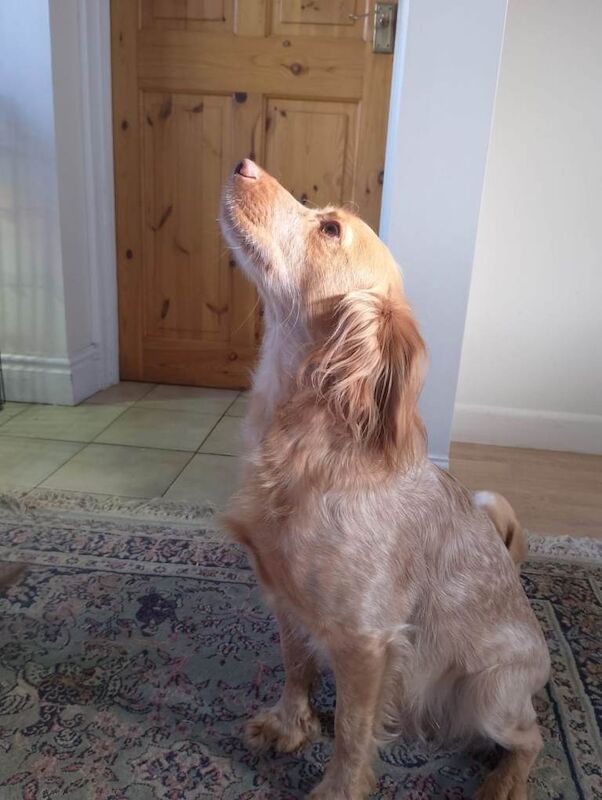 Cocker Spaniel puppies for sale in Dereham, Norfolk – 12 weeks old - Image 3 of 4