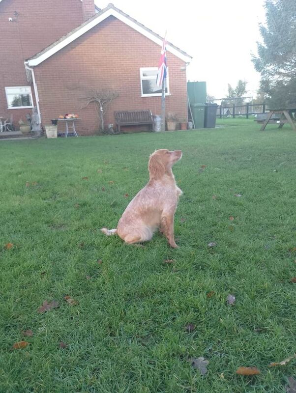 Cocker Spaniel puppies for sale in Dereham, Norfolk – 12 weeks old - Image 4 of 4