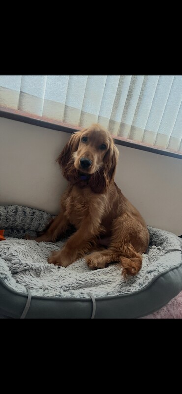 Cocker Spaniel puppies for sale in Randalstown, County Antrim – 5 months old