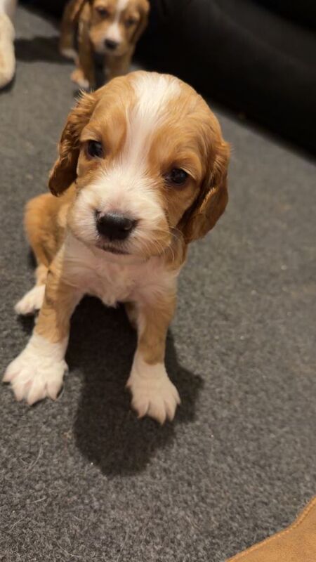 Cocker spaniel pup - Image 2 of 3