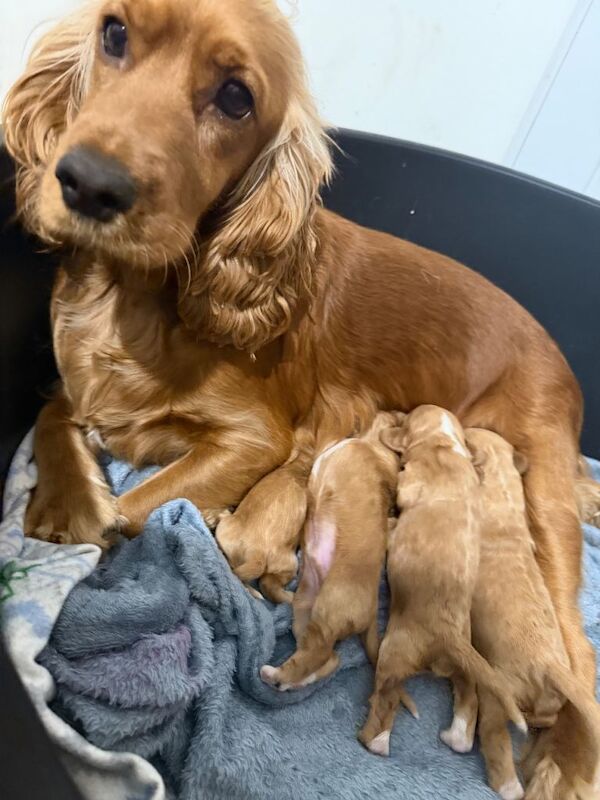Cocker spaniel pup - Image 3 of 3