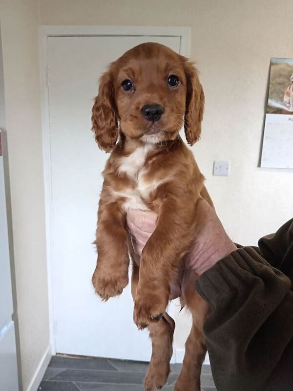 Cocker spaniel pup - Image 2 of 3