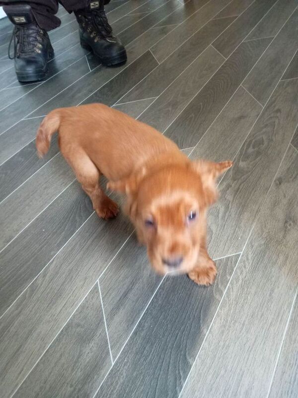 Cocker spaniel pup - Image 3 of 3