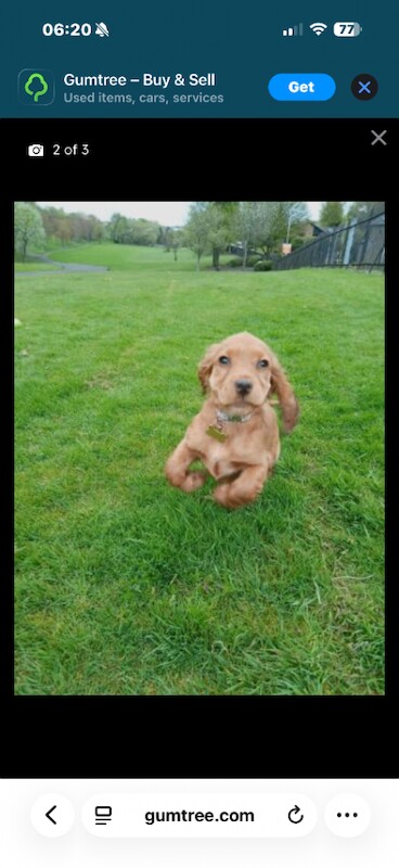 Cocker spaniel pup - Image 2 of 4