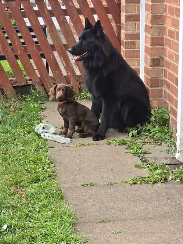 Cocker Spaniel puppies for sale in Hartlepool, Durham – KC registered, 3 months old