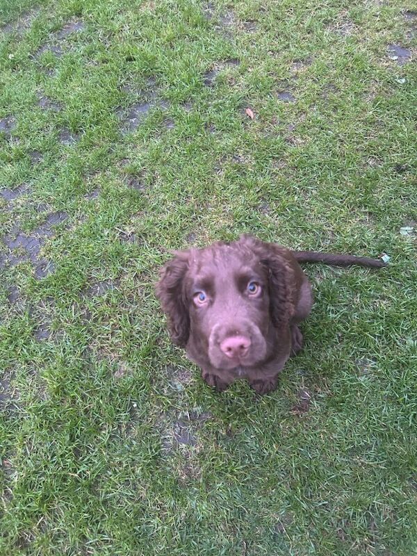 Cocker spaniel pup brown 12 weeks old - Image 2 of 4