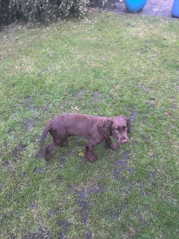 Cocker spaniel pup brown 12 weeks old - Image 3 of 4