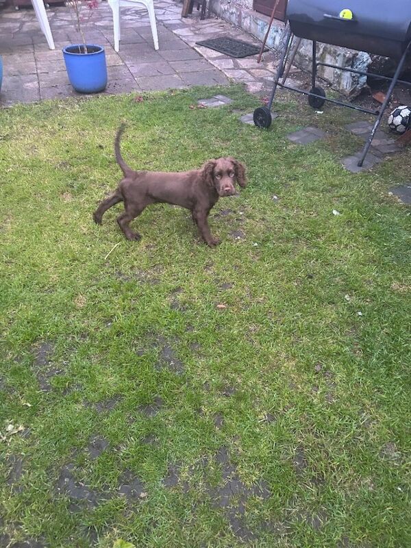 Cocker spaniel pup brown 12 weeks old - Image 4 of 4