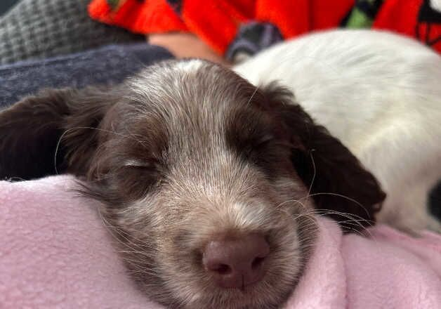 Cocker Spaniel puppies for sale in Greenhithe, Kent – 1 year old - Image 2 of 3