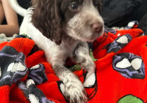 Cocker Spaniel puppies for sale in Greenhithe, Kent – 1 year old - Image 3 of 3
