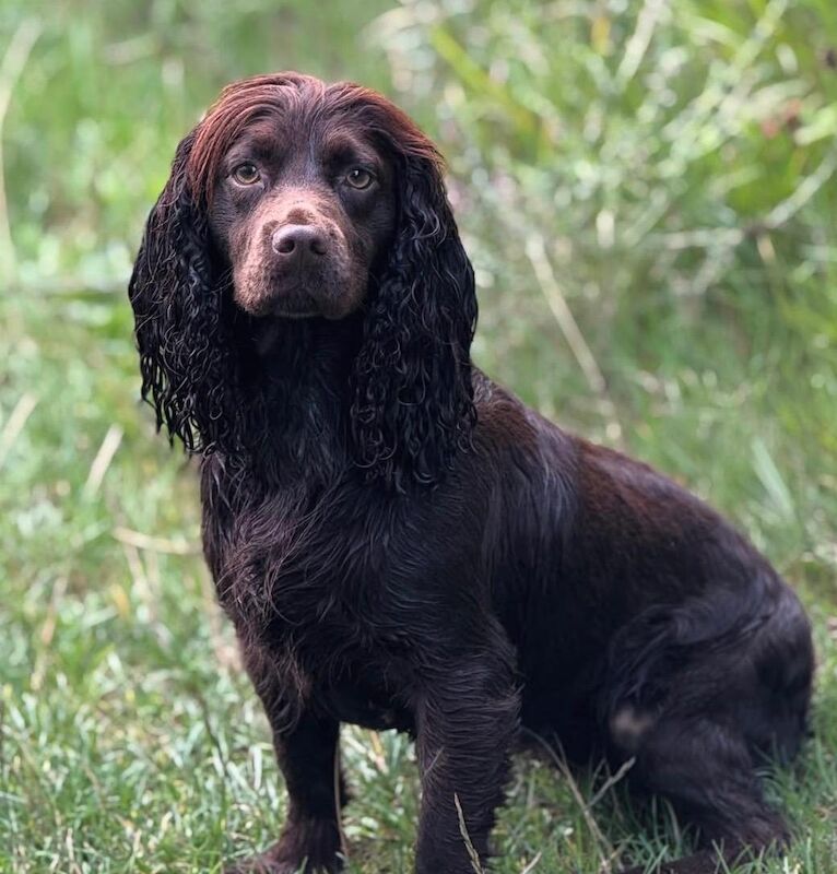 Cocker Spaniel puppies