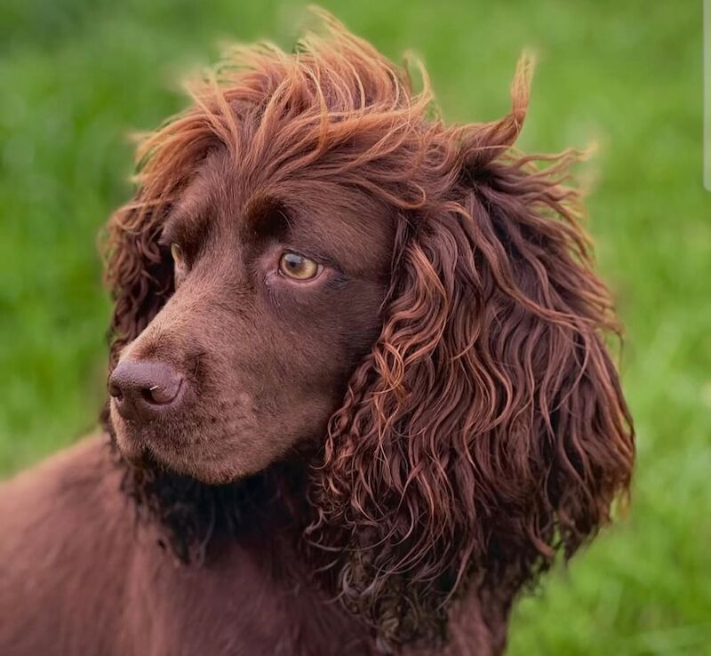 Cocker Spaniel puppies - Image 2 of 9