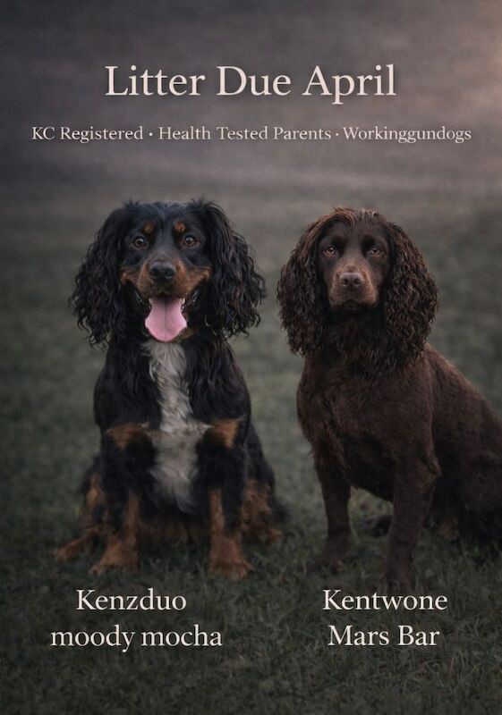 Cocker Spaniel puppies - Image 3 of 9