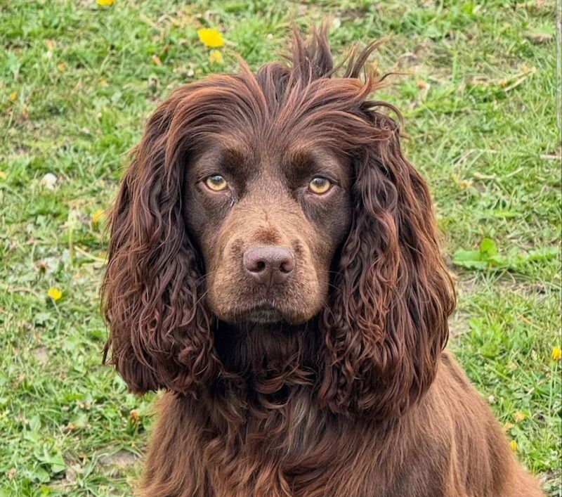 Cocker Spaniel puppies - Image 4 of 9