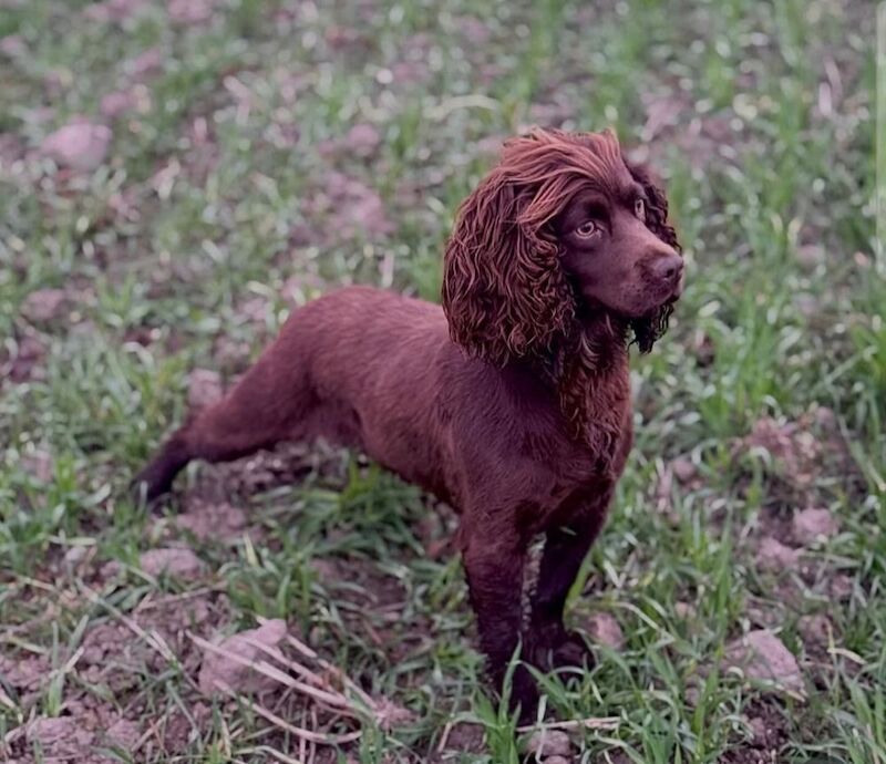 Cocker Spaniel puppies - Image 5 of 9