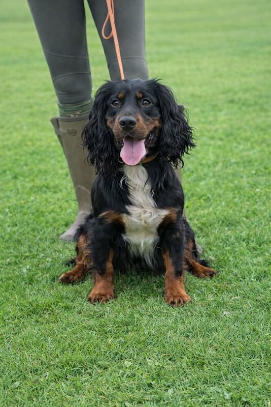 Cocker Spaniel puppies - Image 6 of 9